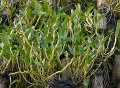 金釵石斛與鐵皮石斛的區別是什么？